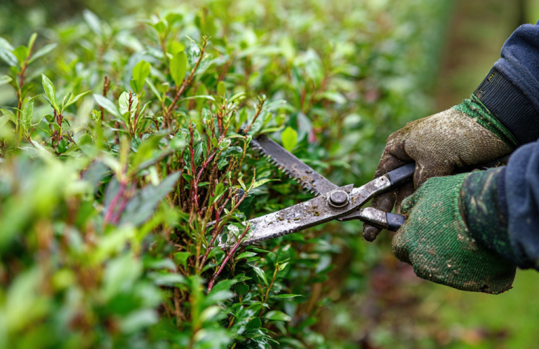 Heckenschnitt in Hildesheim Heckenschnitt mit Dolinski & Crew
